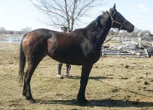 Продаются кобылы, жеребые, от 3 до 5 лет