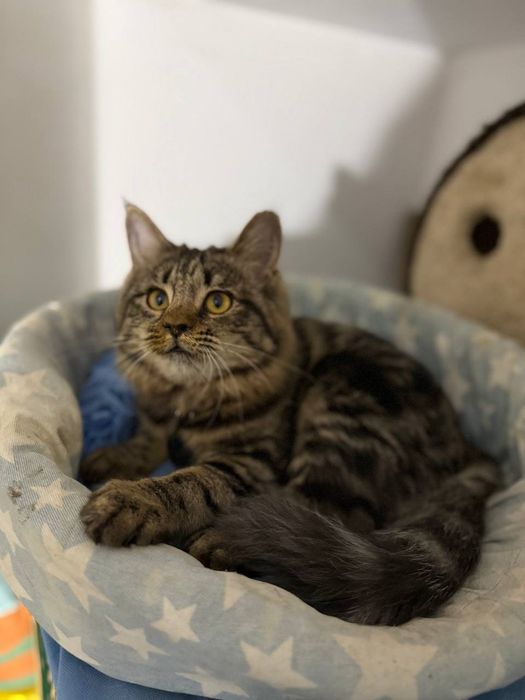 Кошечка Кира в хорошие ответственные руки