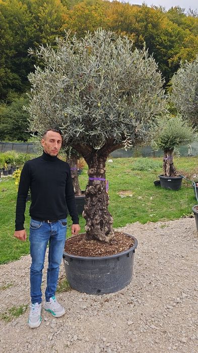 Maslin secular, maslini grosi