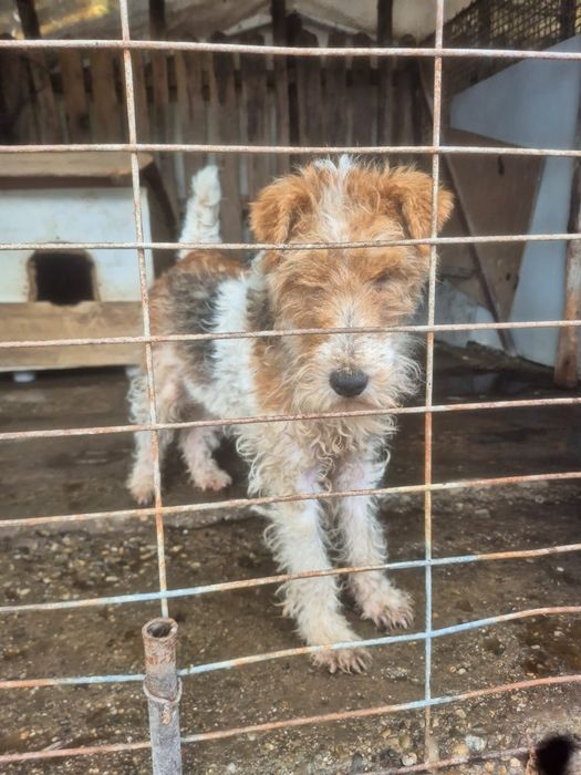 Femela fox terrier