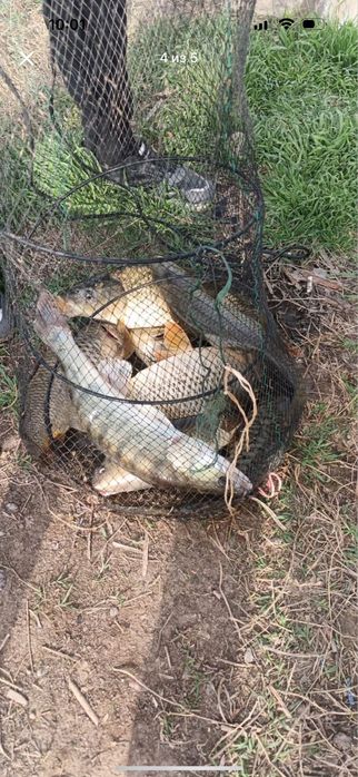 Рыбалка, речной вкус рыбы.