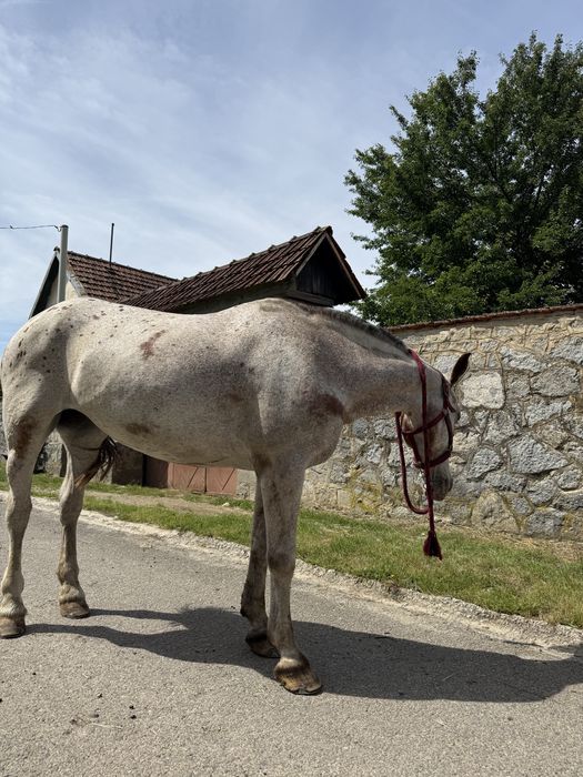 Iapă Appaloosa de vânzare – 9 ani, cal de călărie