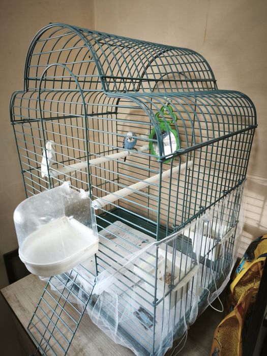 Продам волнистого попугая