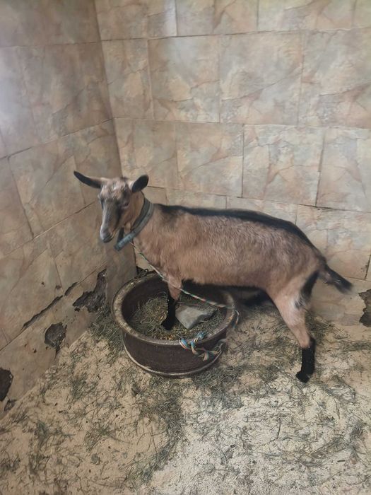 Capra Alpina Franceza prima fatare 2 iezi (iada si tap) si una fara ...