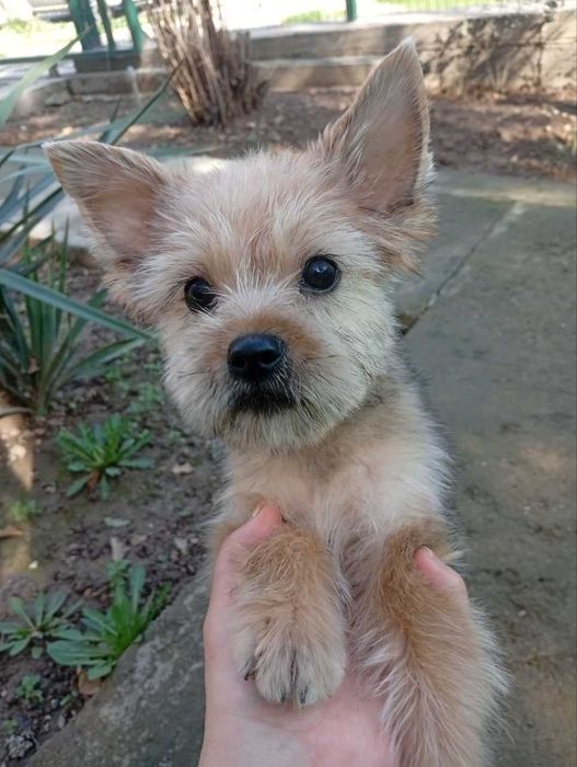 Йоркширский терьер