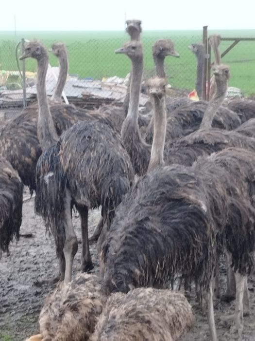 Vând sau schimb 4 struți