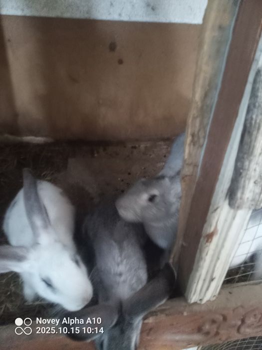 Кролики 4 штука quyonlar 4 ta sotiladi zotdor 1 yilda 2 3 marta bolili