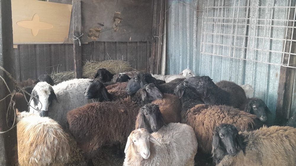 Продам хороших баранов