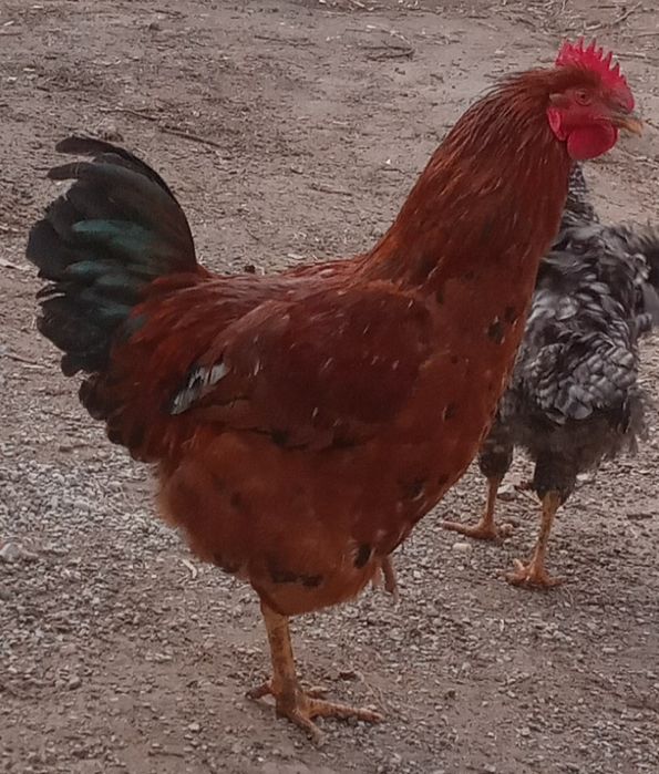 Koreyski Xan xyap xo‘rozi sotiladi. 10 oylik