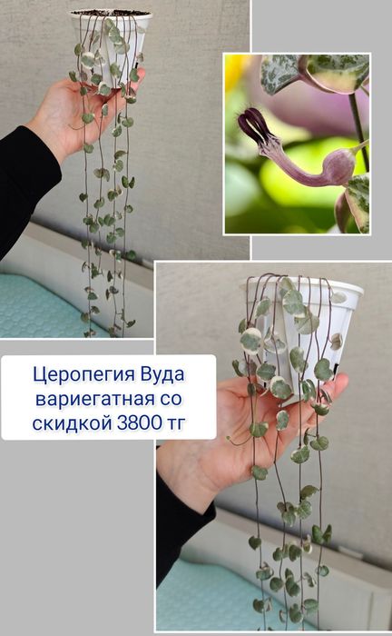 Декабрист церопегия  комнатные цветы