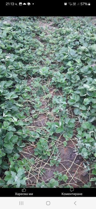 Продавам разсад ягоди и малини