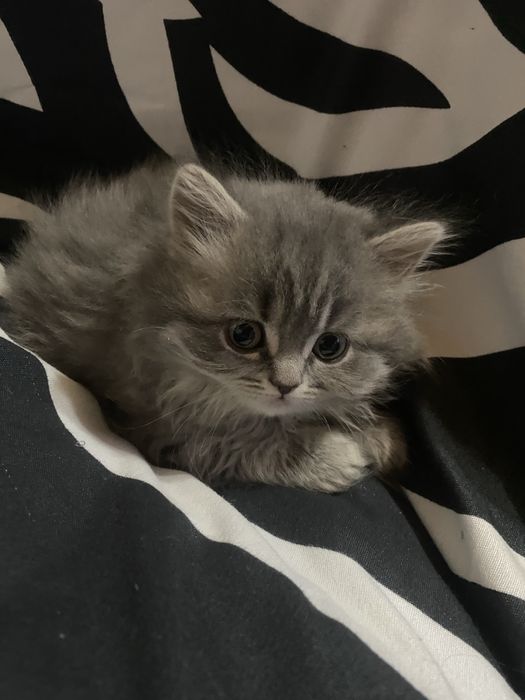 Vând femelă britihs