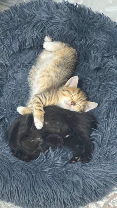 Отдам котят , по 5000т