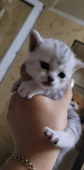 Шотландские котята бронь