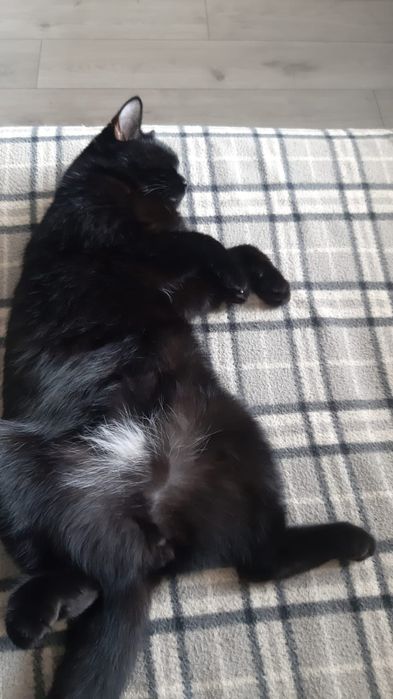 Здравствуйте! Потерялся кот.