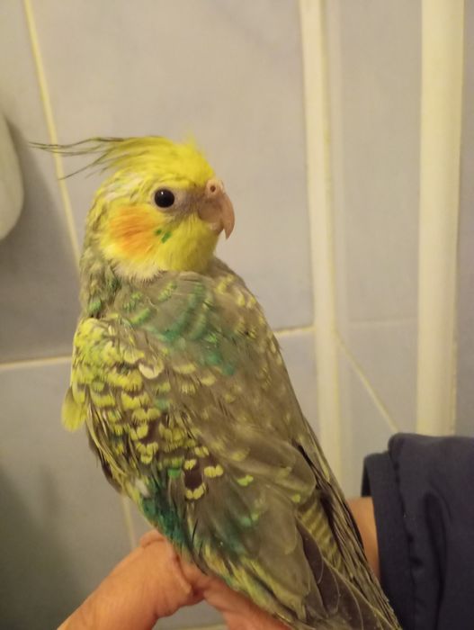 Vând pui blând nimfa