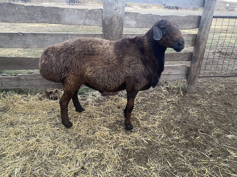 Продам кошкара гиссар(полукровка)