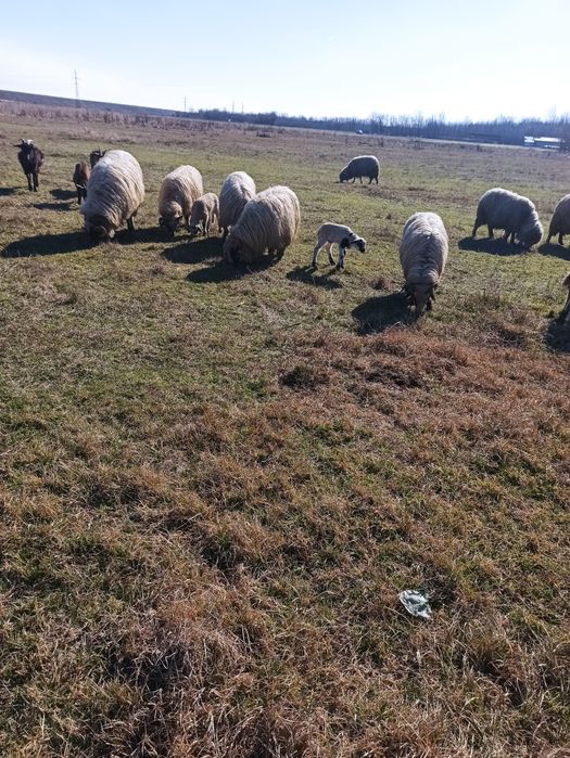 Oi și capre (breze și alpine)