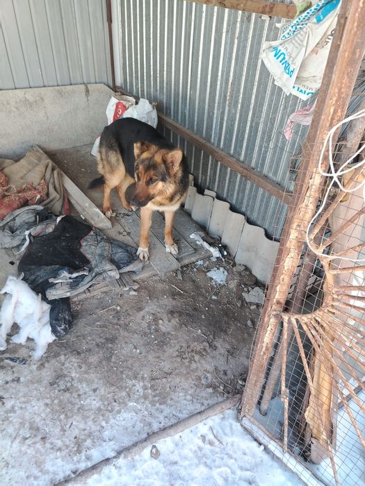 Продам немецкий Овчарка