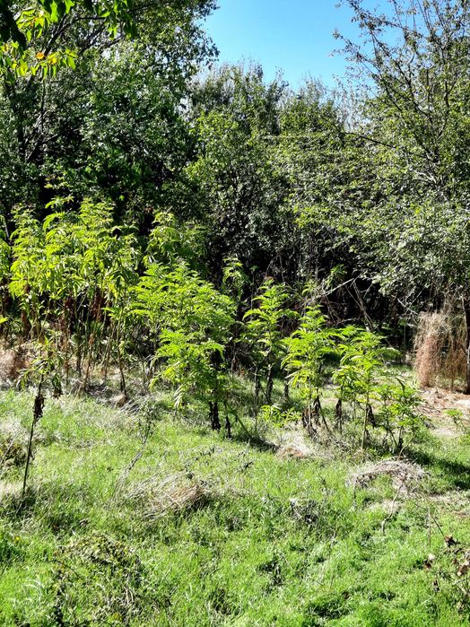 Продавам къща с голям парцел в с. Нивянин