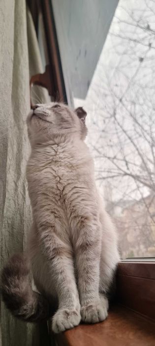 Mushuk Shotlandiya folding.