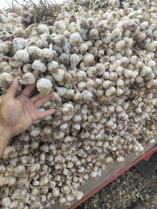 Usturoi românesc de vânzare în cozi