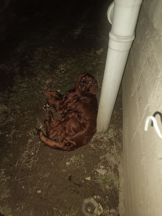 Потерялся ирландский сеттер щенок 8 месяцев