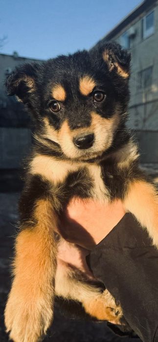 Щенок в ответственные руки