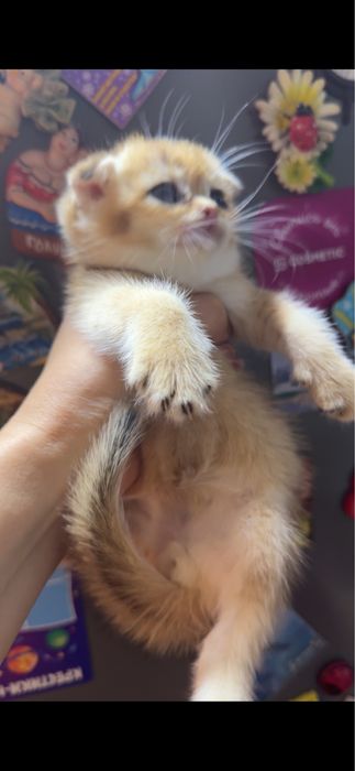 Продается котенок золотой Фолд