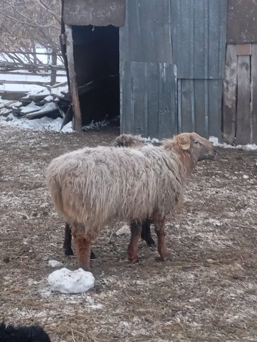 Продам кошкара на племя