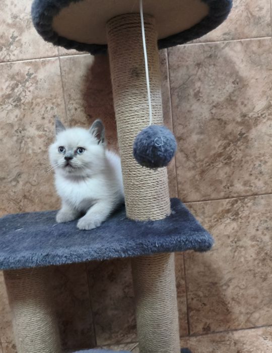 Британски котета
