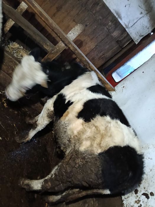 Vitica  si un tauras de vanzare