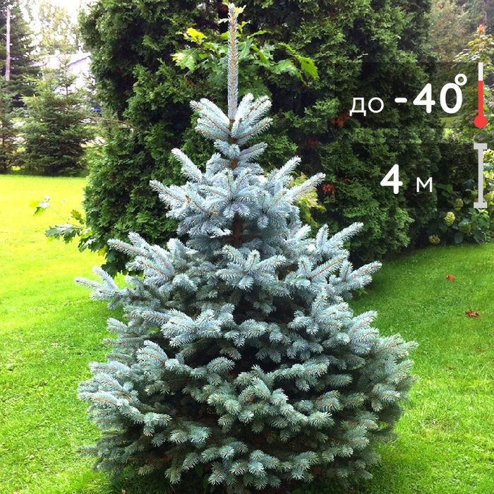 Услуга садовник всех направление зелёным сфере