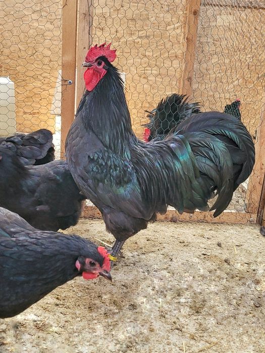 Oua pentru incubat rasa Australorp ! Rasă pură!