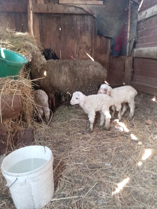 Продам баран с ягненком