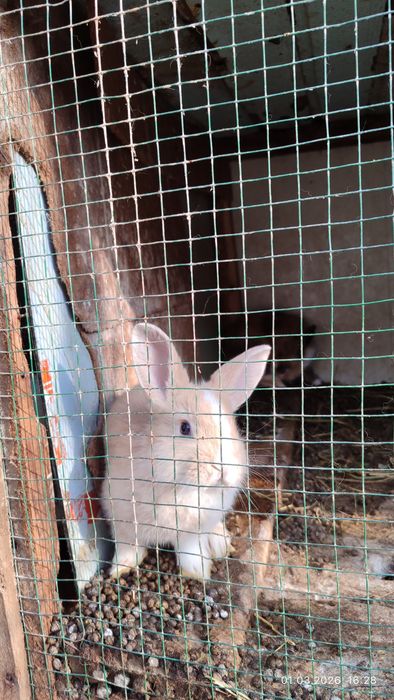 Quyon bolalari: angorka, baran, oddiy zot.