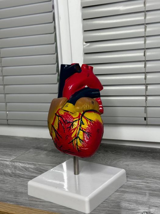 Анатомический муляж сердца, матка, глотка