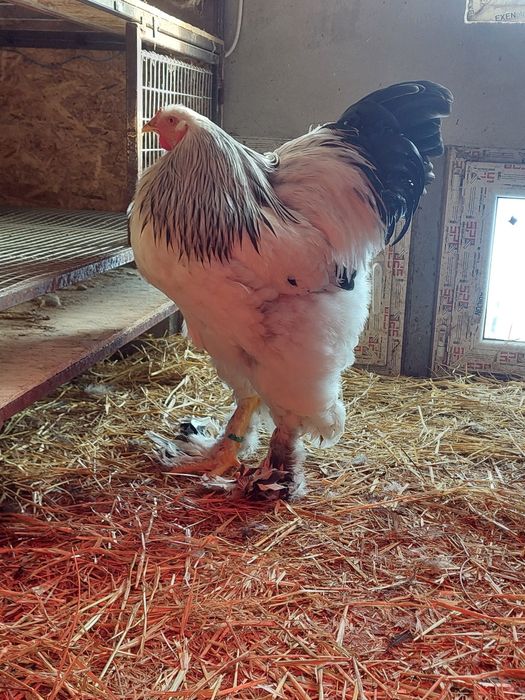 Oua de incubat,  pui de o zi,  păsări de rasă,  Brahma , Australorp,