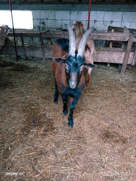 Vînd s-au schimb Țap alpin Francez de rasă pură vîrstă 1 an pur france