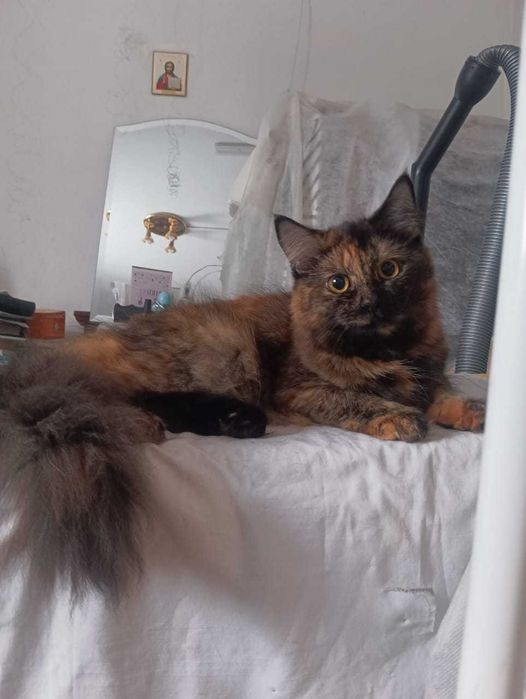 Кошечка мышеловка