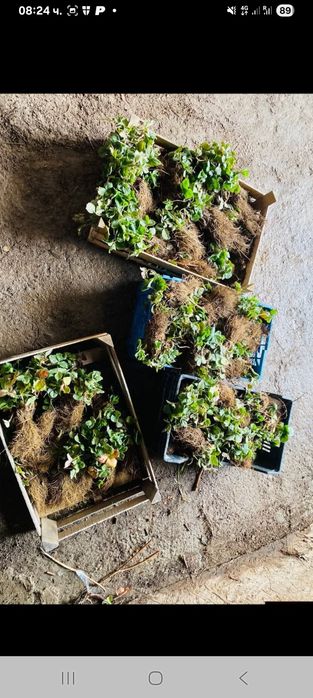 Пподавам расат ягоди и малини