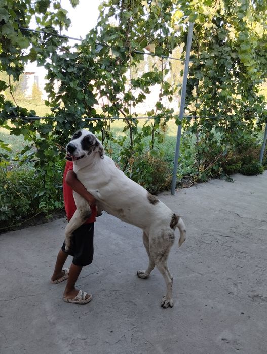 Алабай 1 года привита