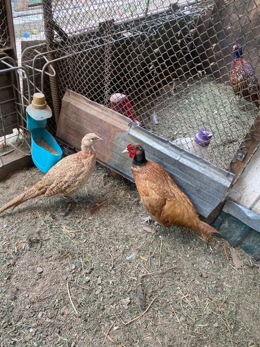 Куры разных пород