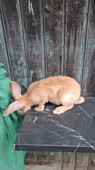 Iepuri urias german si fluture german