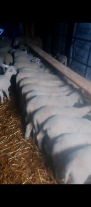 Miei lacaune de prăsilă