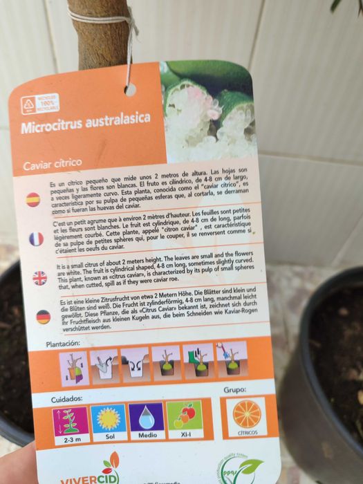 Лимон Хайвер розов