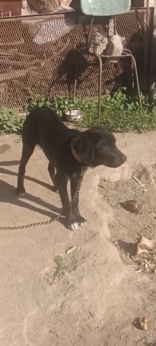 Охотничи Русский спаниел