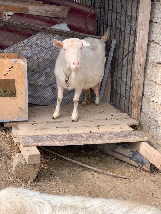 Ешкі сатылады. Зааненский, сүті мол.