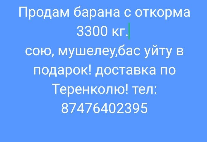 Продам барана, 3300 кг