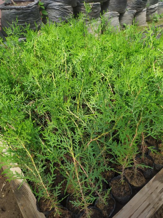 Туя восточная хвойное дерево